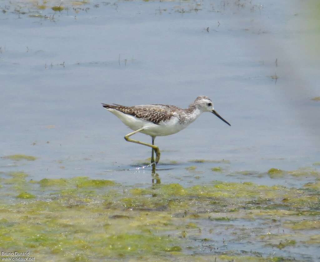 Marsh SandpiperFirst year, walking, fishing/hunting, Behaviour