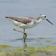 Marsh Sandpiper