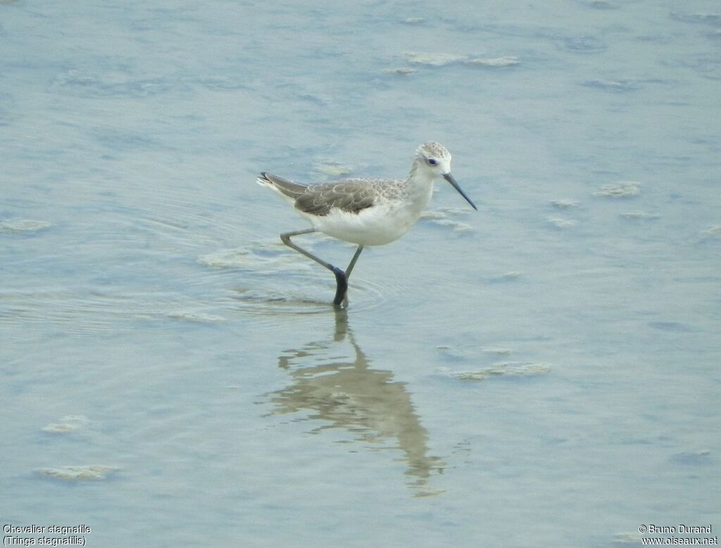 Marsh Sandpiperadult, identification