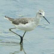 Marsh Sandpiper