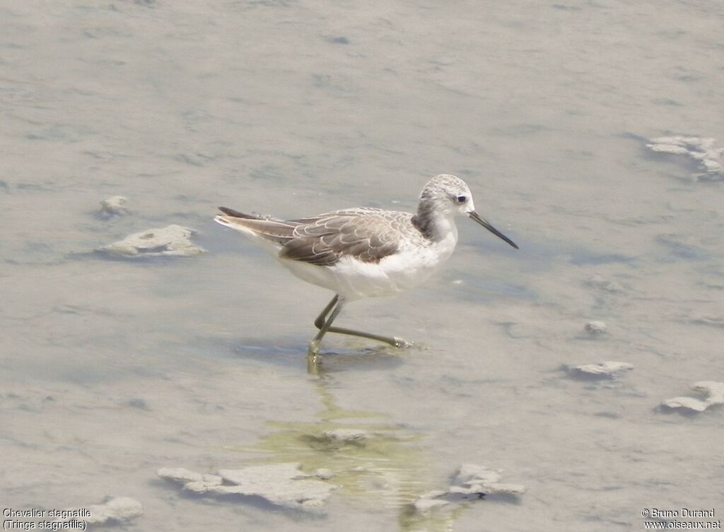 Marsh Sandpiperadult, identification