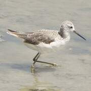 Marsh Sandpiper