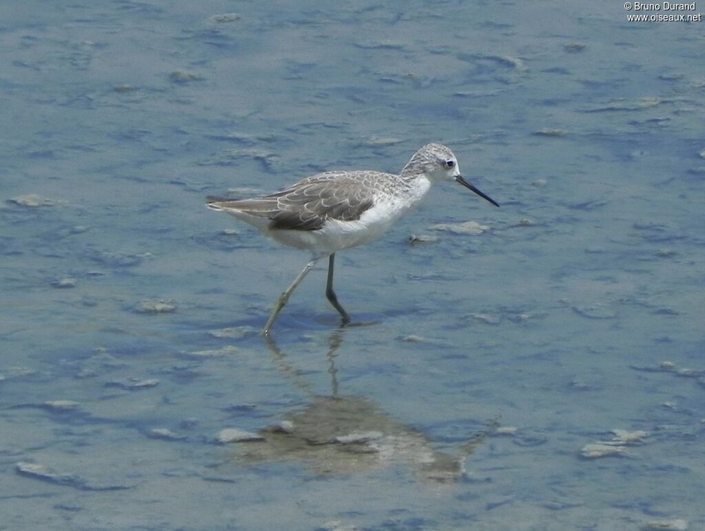 Marsh Sandpiper, identification, Behaviour