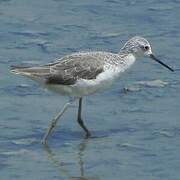 Marsh Sandpiper