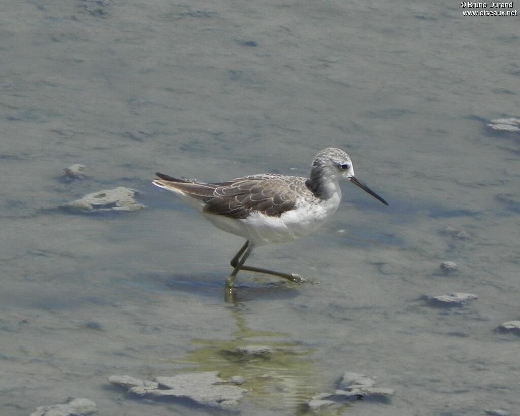 Marsh Sandpiper, identification, Behaviour