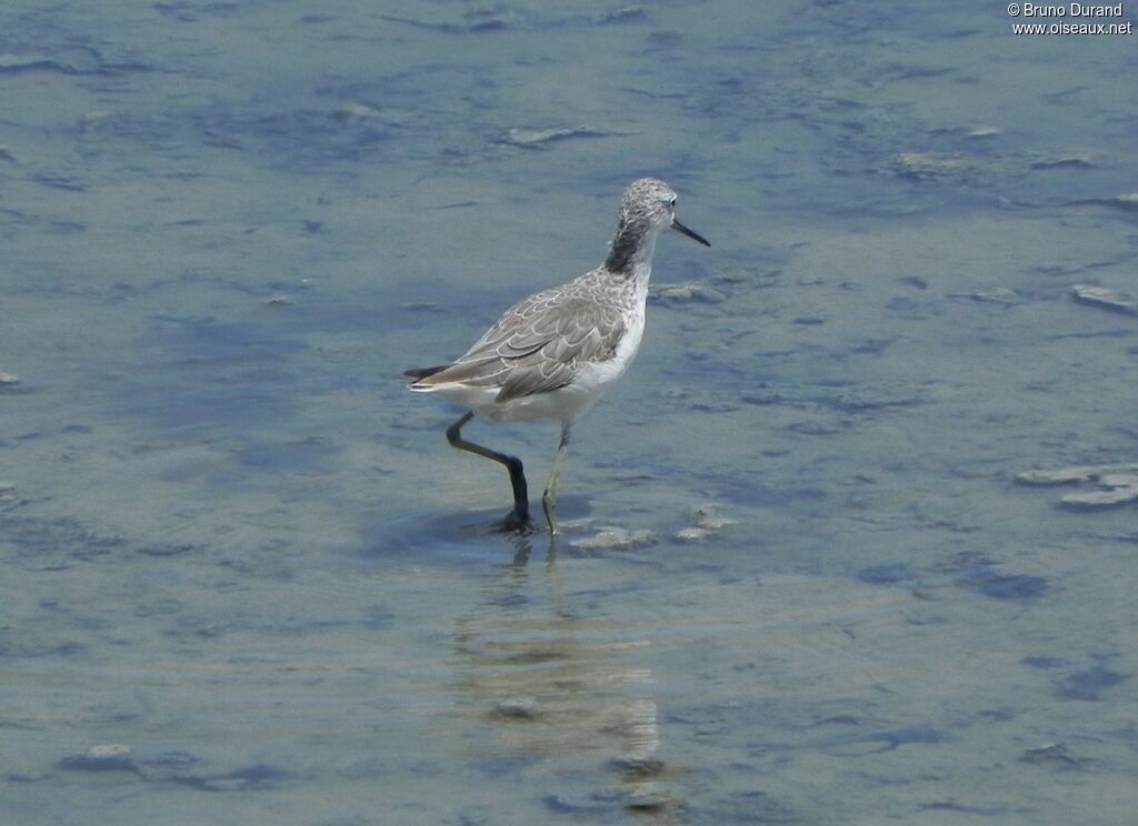 Marsh Sandpiper, identification, Behaviour