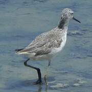 Marsh Sandpiper