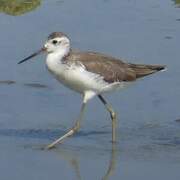 Marsh Sandpiper