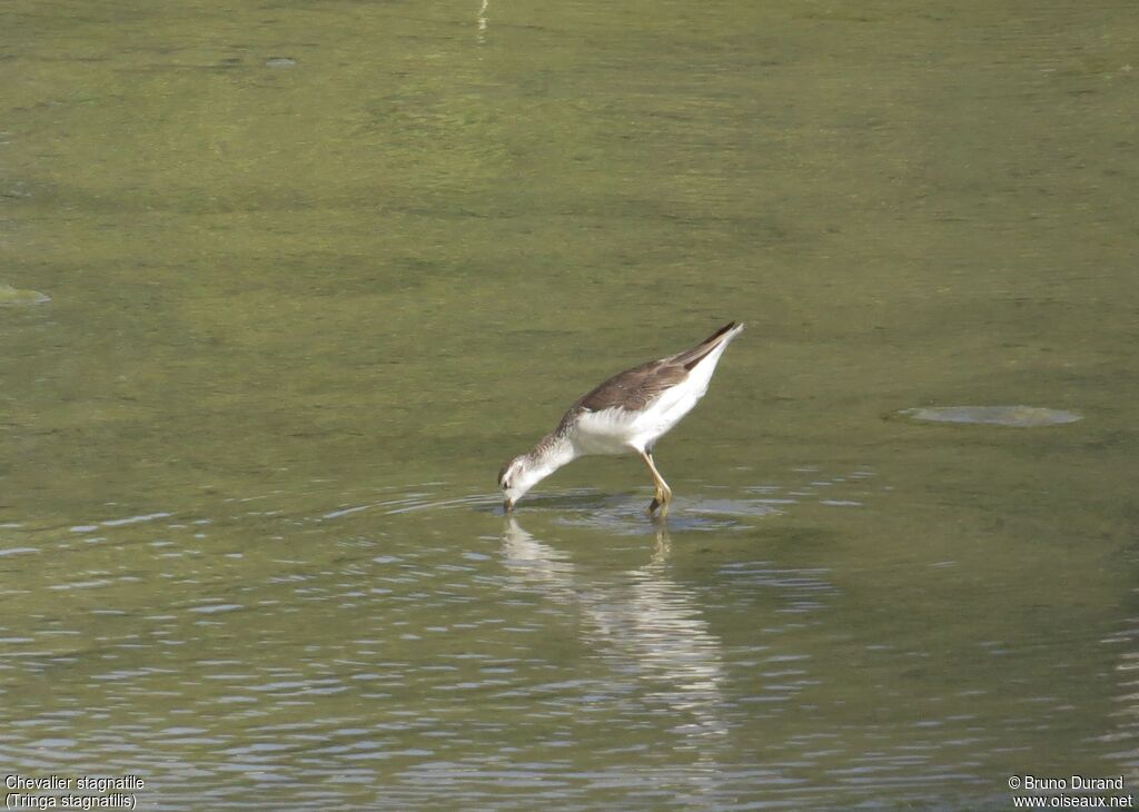 Marsh Sandpiperadult post breeding, identification, feeding habits, Behaviour