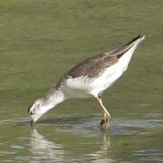 Marsh Sandpiper