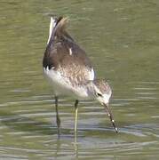 Marsh Sandpiper