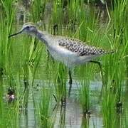 Wood Sandpiper