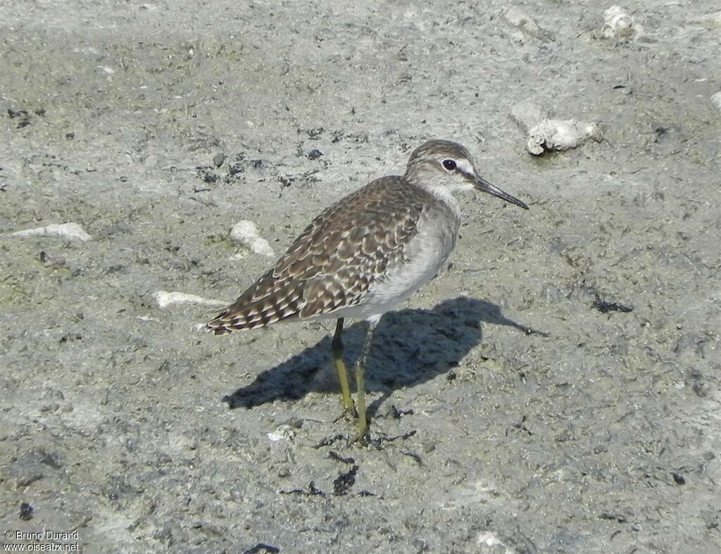 Chevalier sylvainadulte, identification