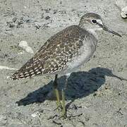 Wood Sandpiper