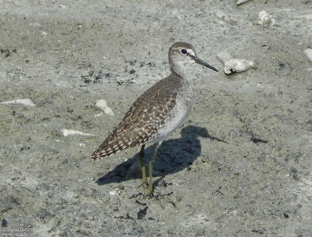 Chevalier sylvainadulte, identification