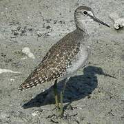 Wood Sandpiper