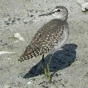 Wood Sandpiper