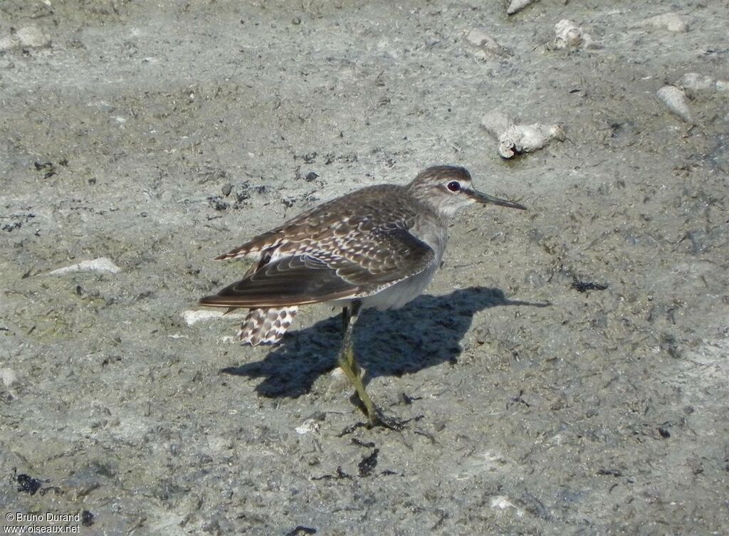 Wood Sandpiper, identification