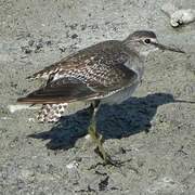 Wood Sandpiper