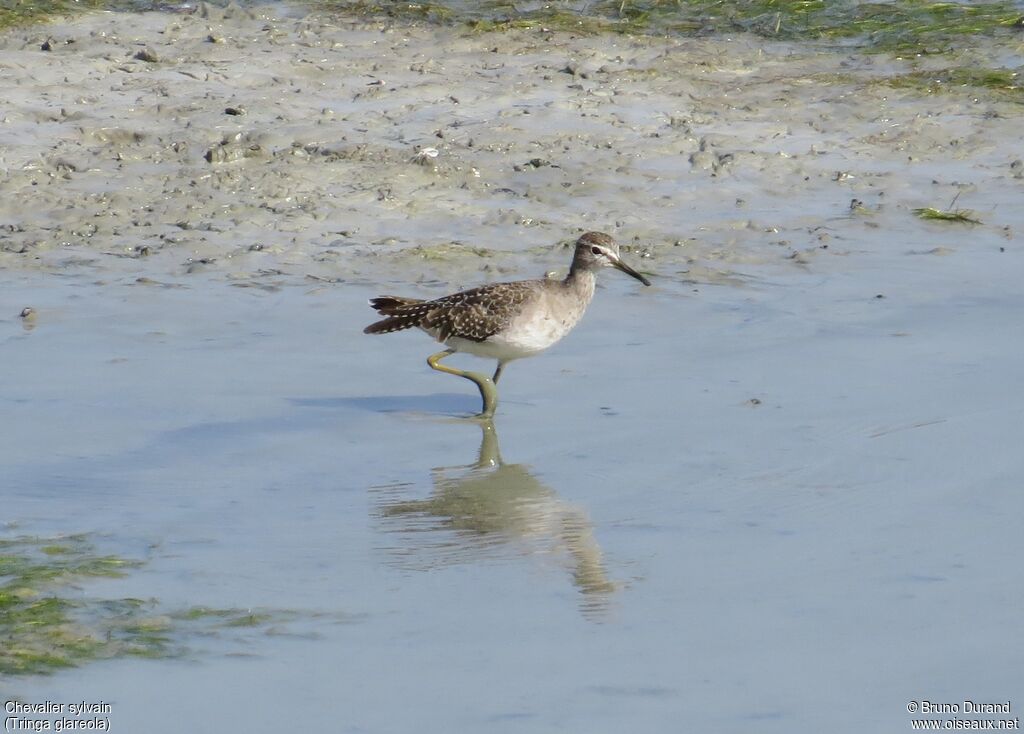 Wood Sandpiperadult, identification