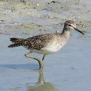 Wood Sandpiper