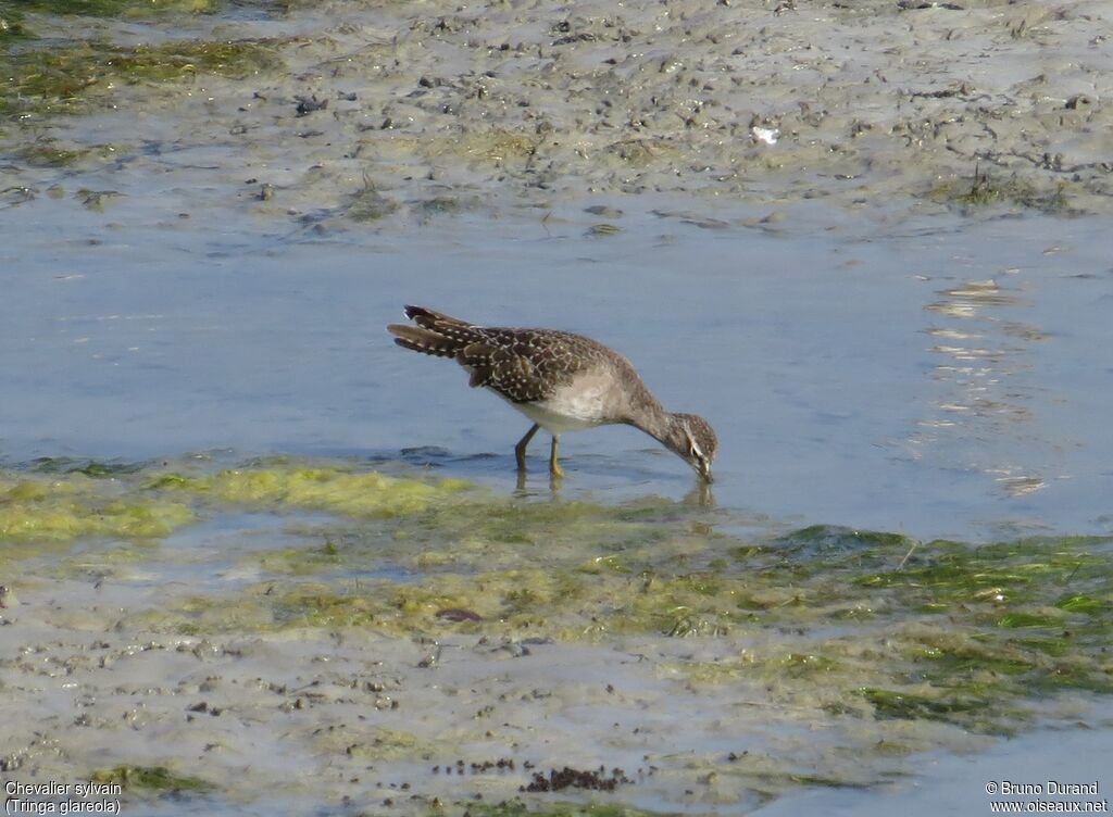 Wood Sandpiperadult, identification, feeding habits, Behaviour