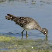 Wood Sandpiper