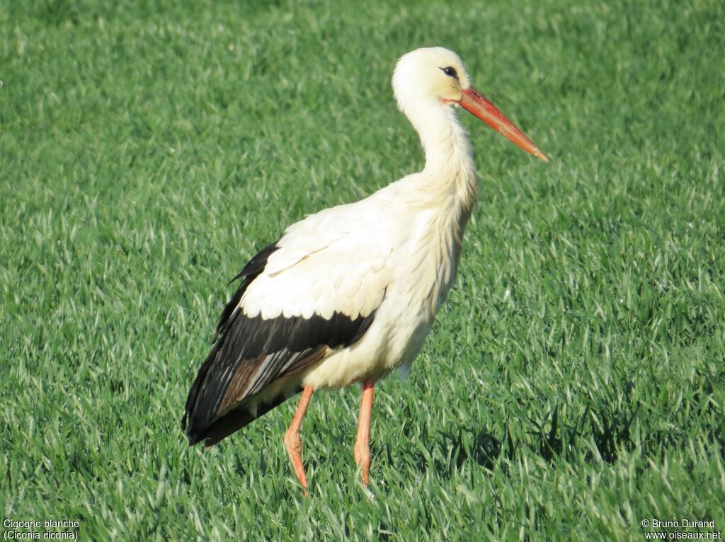 White Storkadult, identification