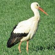 White Stork