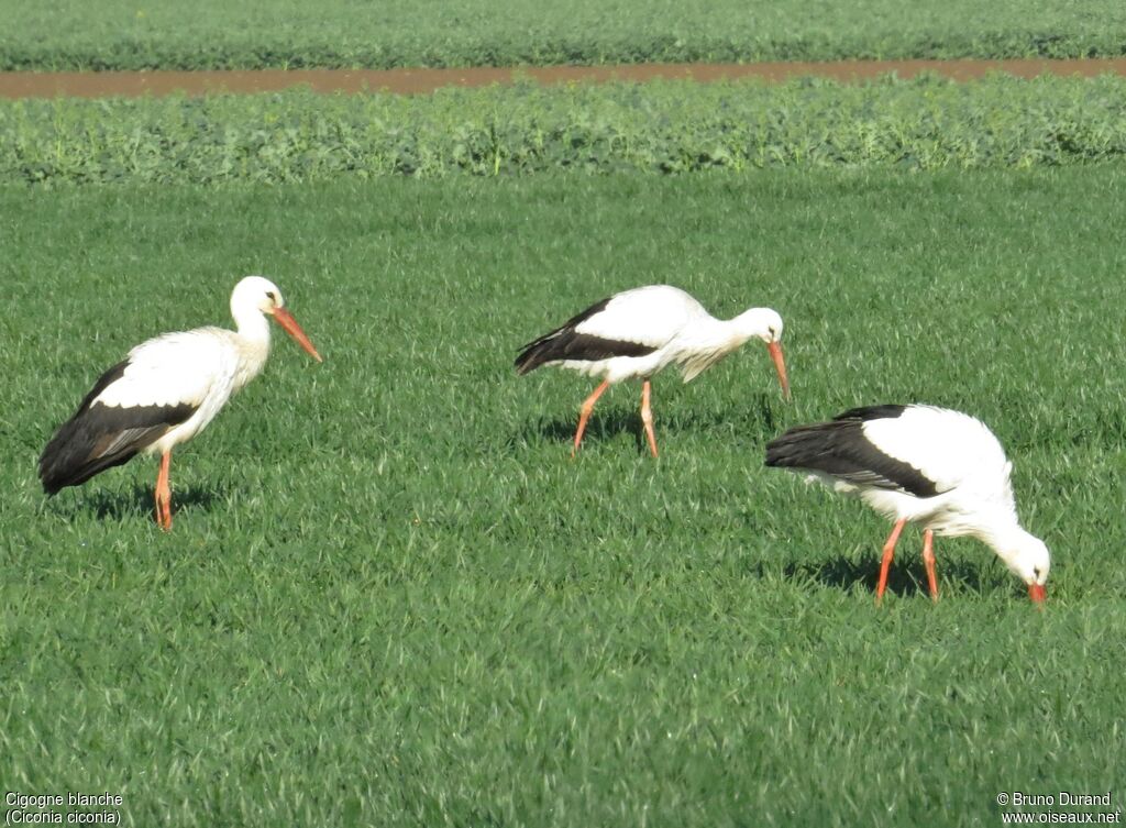 Cigogne blancheadulte, identification, Comportement