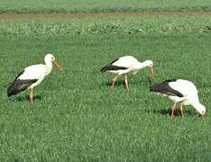 White Stork