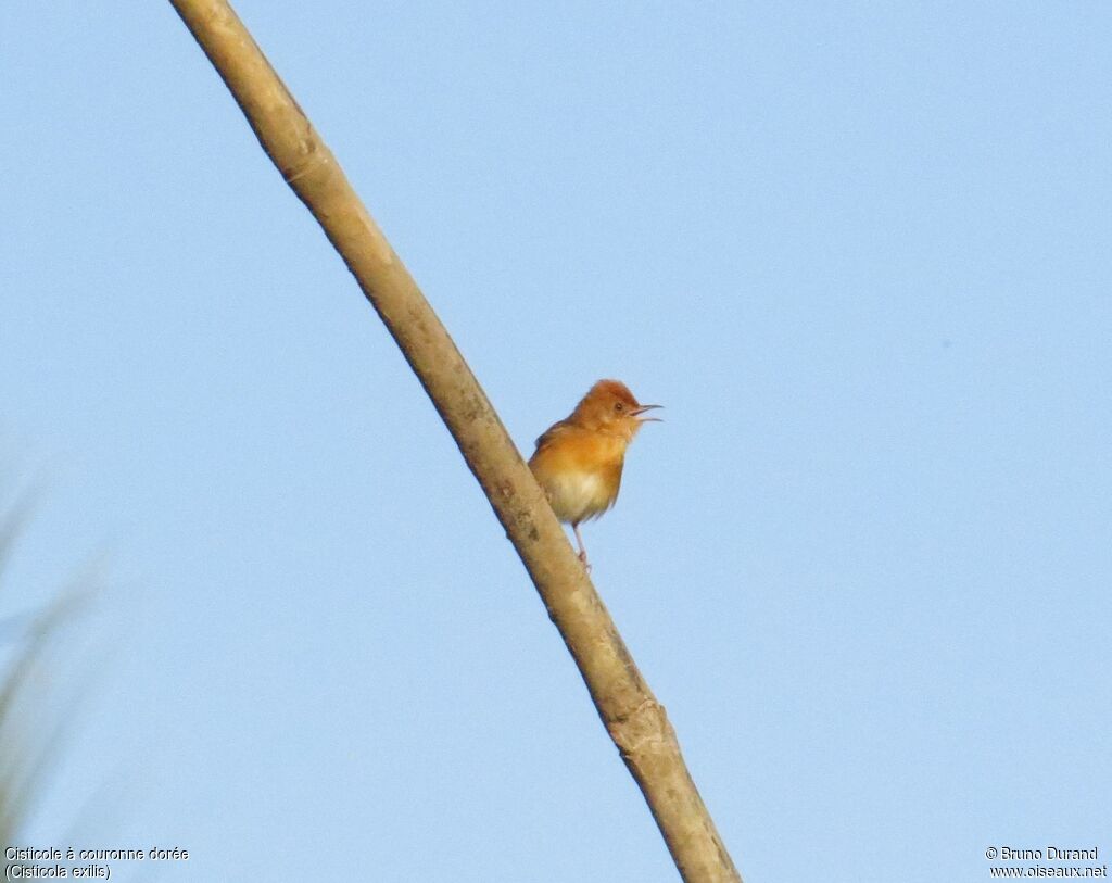 Golden-headed Cisticola male adult, song