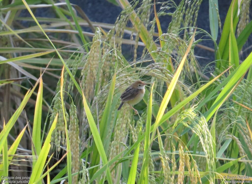 Zitting Cisticolaadult, identification, feeding habits, Behaviour