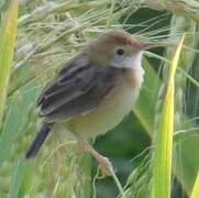 Zitting Cisticola