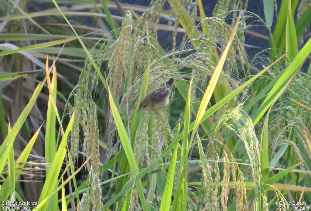 Zitting Cisticola