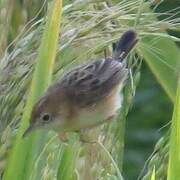 Zitting Cisticola