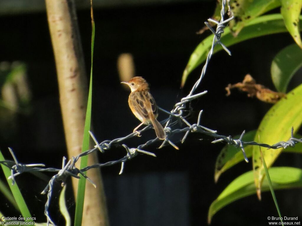 Zitting Cisticolaadult, identification, Behaviour