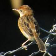 Zitting Cisticola