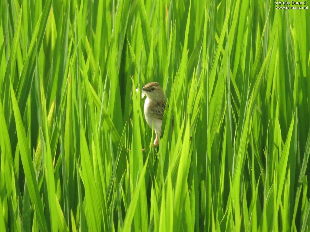 Zitting Cisticolaadult, Reproduction-nesting, Behaviour