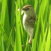 Zitting Cisticola