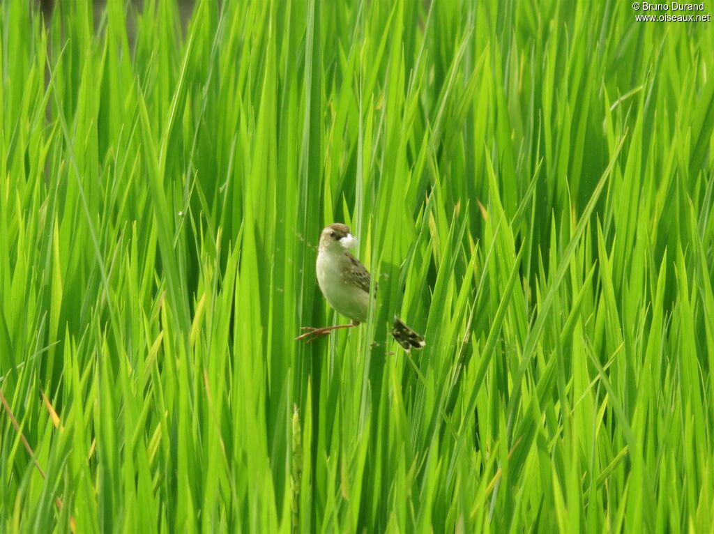 Zitting Cisticola, Reproduction-nesting, Behaviour