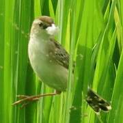 Zitting Cisticola