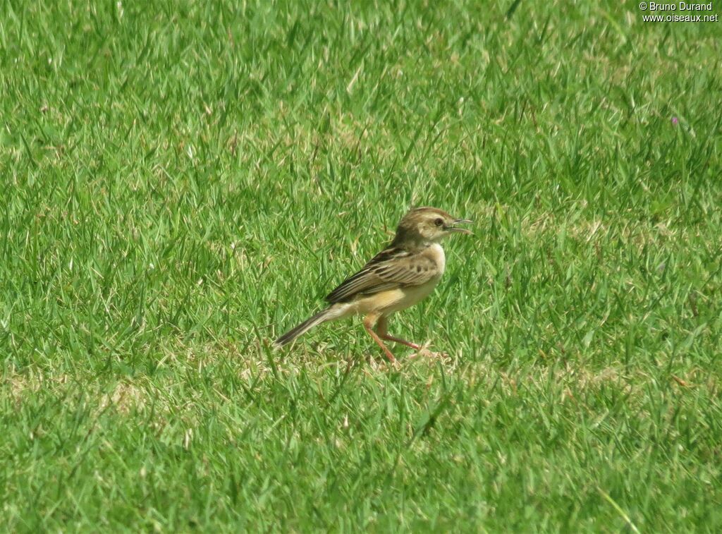 Zitting Cisticola, identification, Behaviour