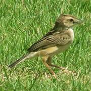 Zitting Cisticola