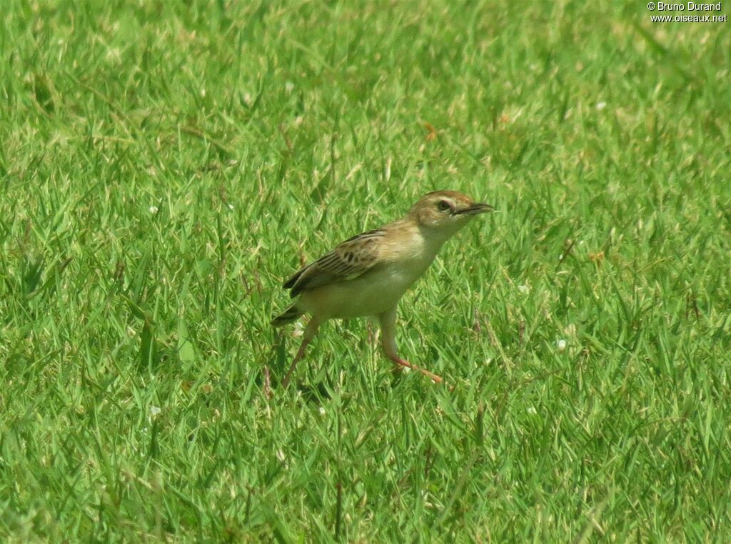 Zitting Cisticola, identification, Behaviour