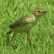 Zitting Cisticola