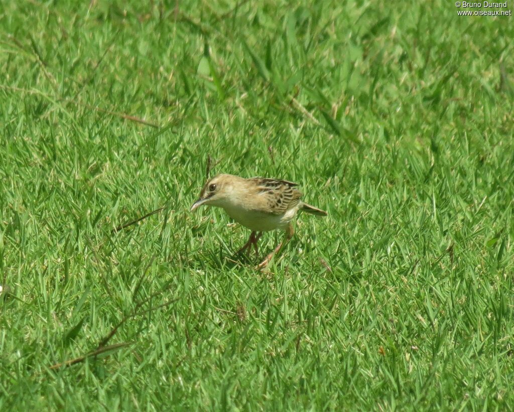 Zitting Cisticola, identification, Behaviour