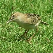 Zitting Cisticola