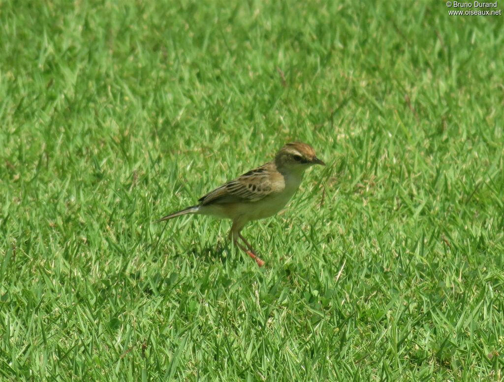 Zitting Cisticola, identification, Behaviour