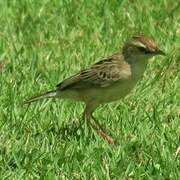 Zitting Cisticola